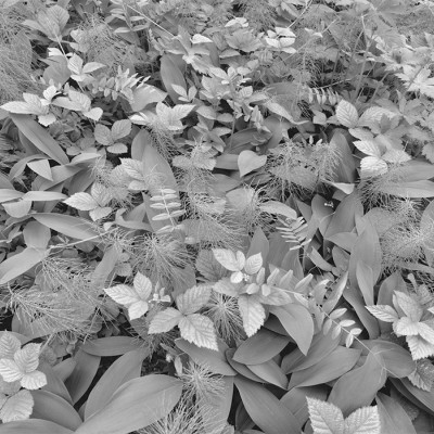 Poszter Forest Floor 254x368 cm