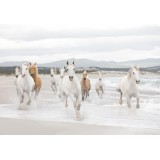 Poszter White Horses 254x368 cm