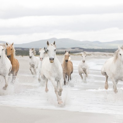 Poszter White Horses 254x368 cm